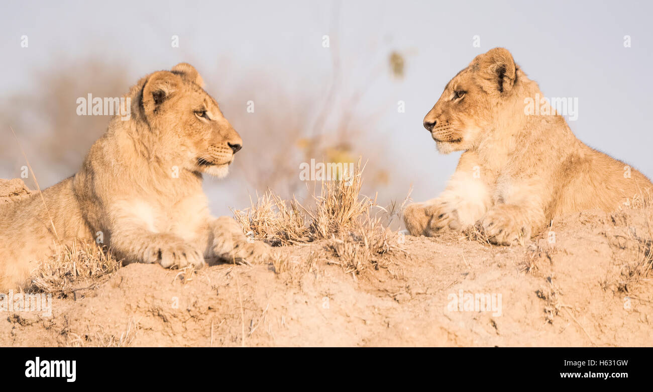 Wild Lion Cub Fratelli su una collina di sabbia in Africa Foto Stock