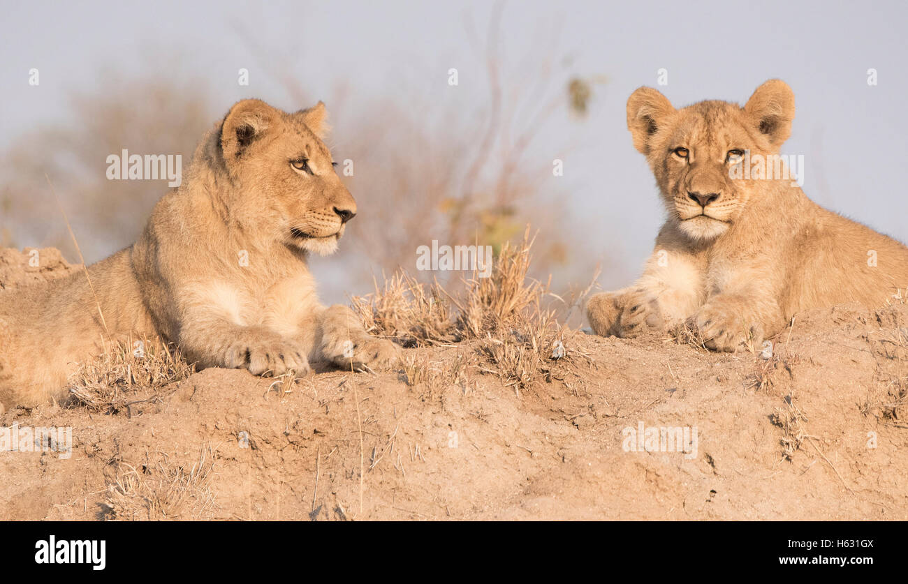 Wild Lion Cub Fratelli su una collina di sabbia in Africa Foto Stock