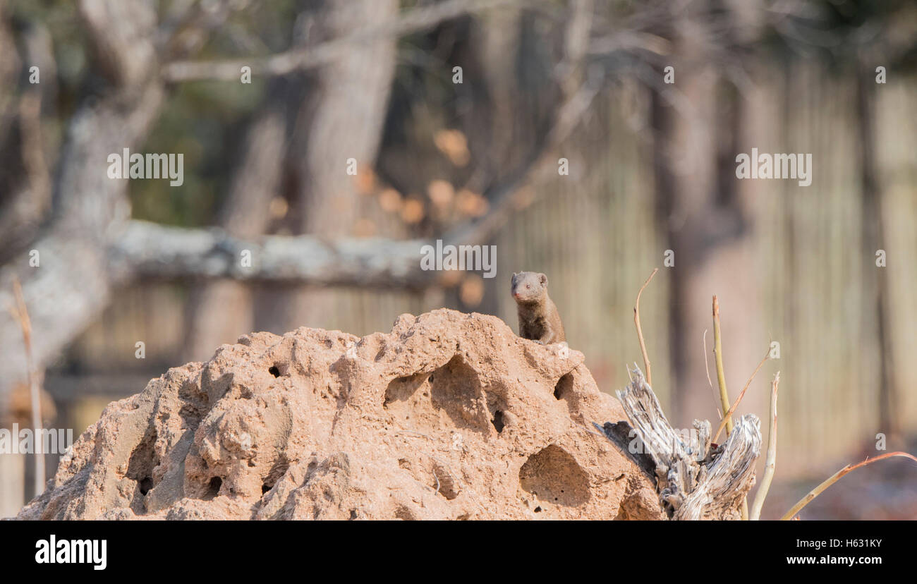 Wild La Mangusta Nana (Helogale parvula) su Termite Mound in Africa Foto Stock