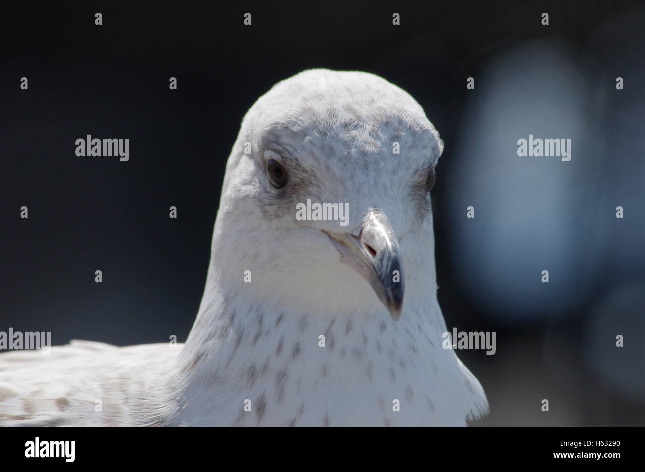 Primo piano della baby seagull / aringa gull refrigerazione e godendo il sole, con uno sfondo morbido. Foto Stock