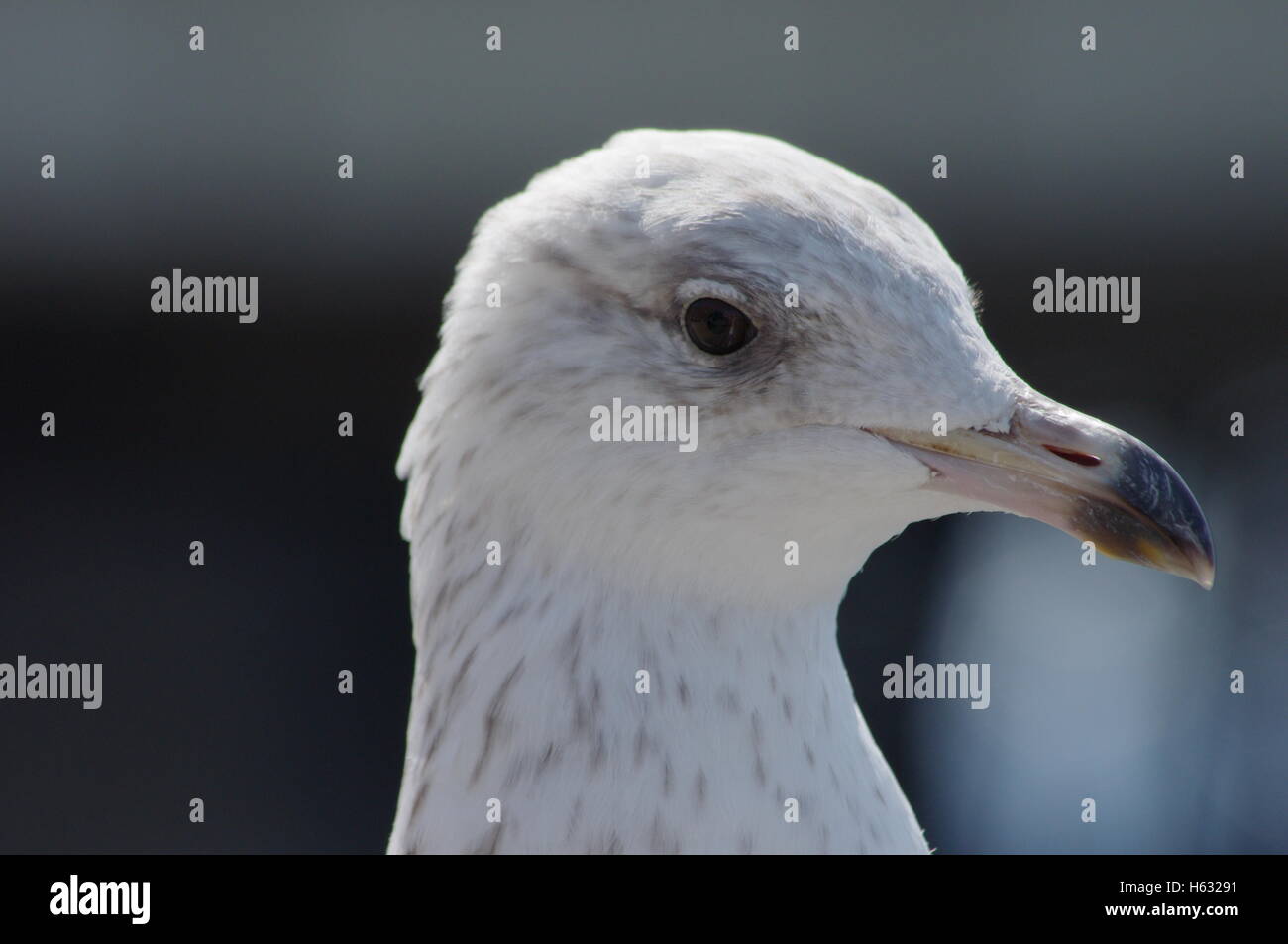 Primo piano della baby seagull / aringa gull refrigerazione e godendo il sole, con uno sfondo morbido. Foto Stock