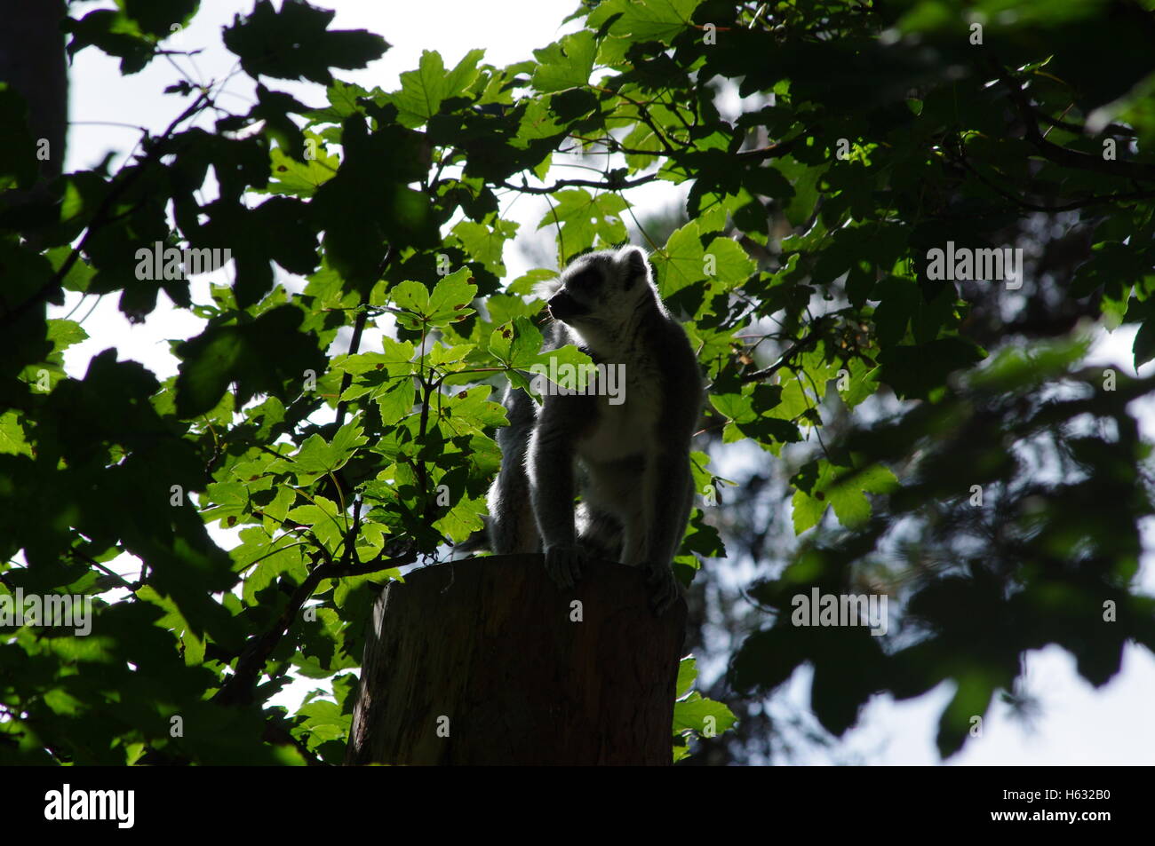 Lemure Ringtailed (Lemur catta) negli alberi colata di un oscuro quasi silhouette figura contro il sole brillante Foto Stock