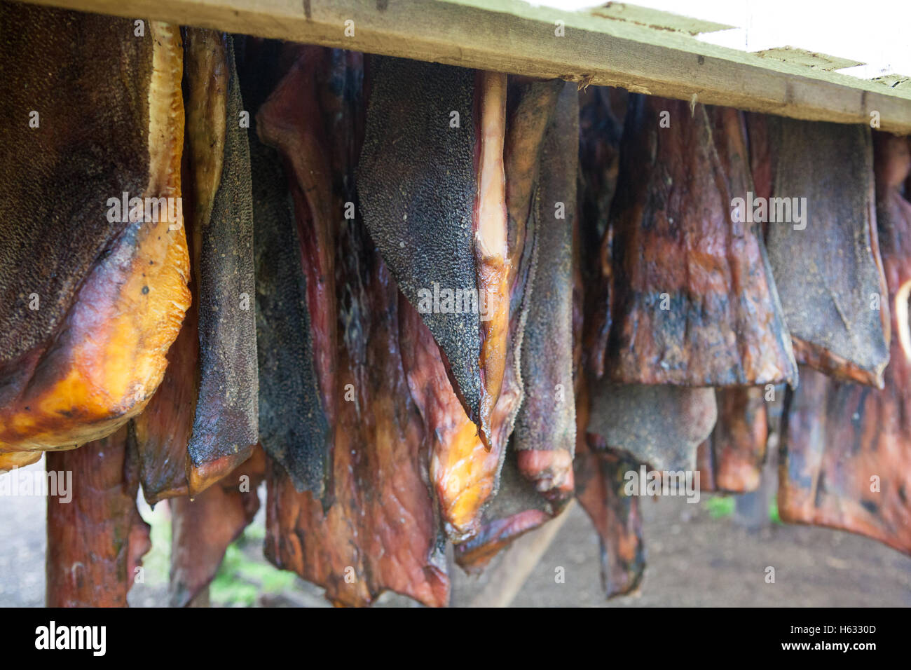 Hakarl, squalo marcio carne, Islanda Foto Stock