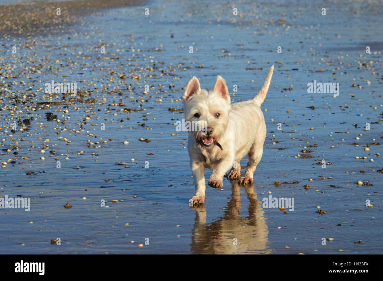 Cane sulla spiaggia con la riflessione. West Highland Terrier Foto Stock
