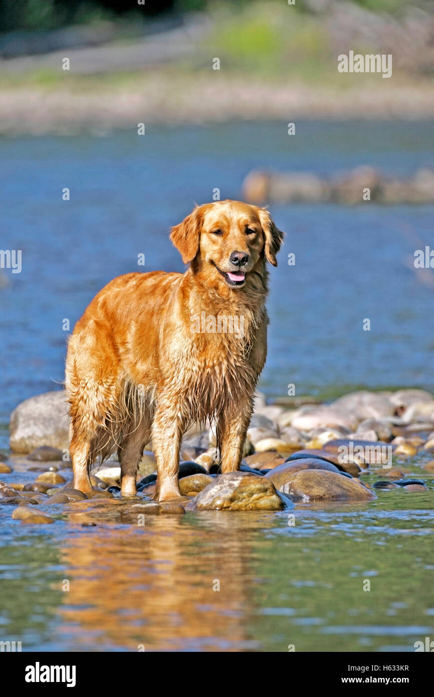 Il Golden Retriever in piedi nel fiume, rinfrescarsi in un caldo giorno d'estate. Foto Stock