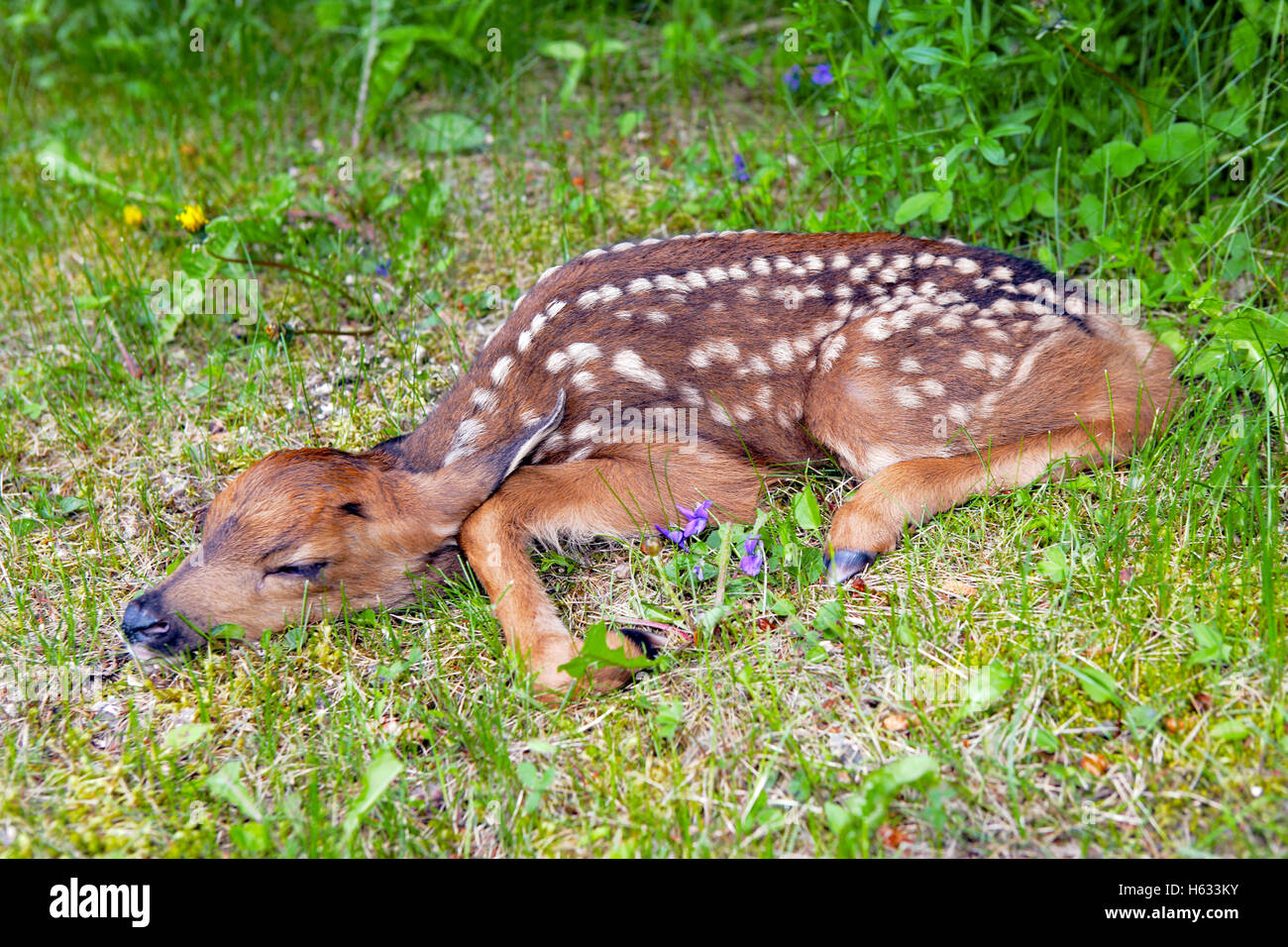 Nero-tail Deer Fawn,un giorno il vecchio, appoggiato in erba Foto Stock