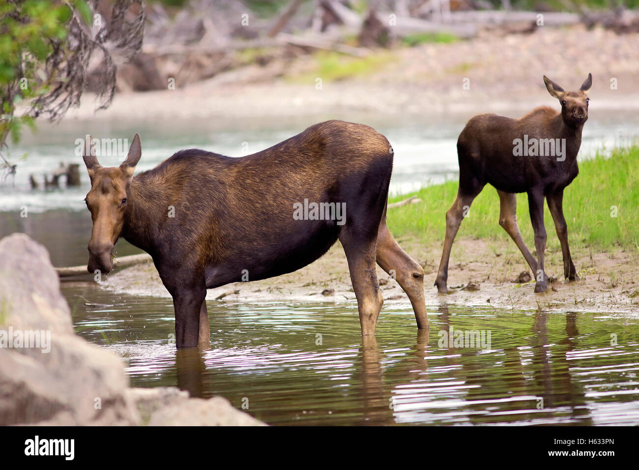 Moose vacca e qualche mese di vitello vecchia da un fiume, alimentazione di impianti di acqua Foto Stock