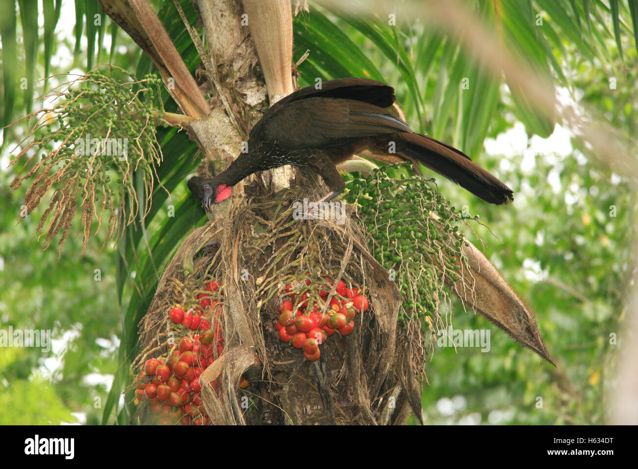 Crested Guan (Penelope purpurascens) alimentazione sul palm e frutta. La foresta pluviale di pianura, la Selva La Stazione Biologica, Costa Rica Foto Stock