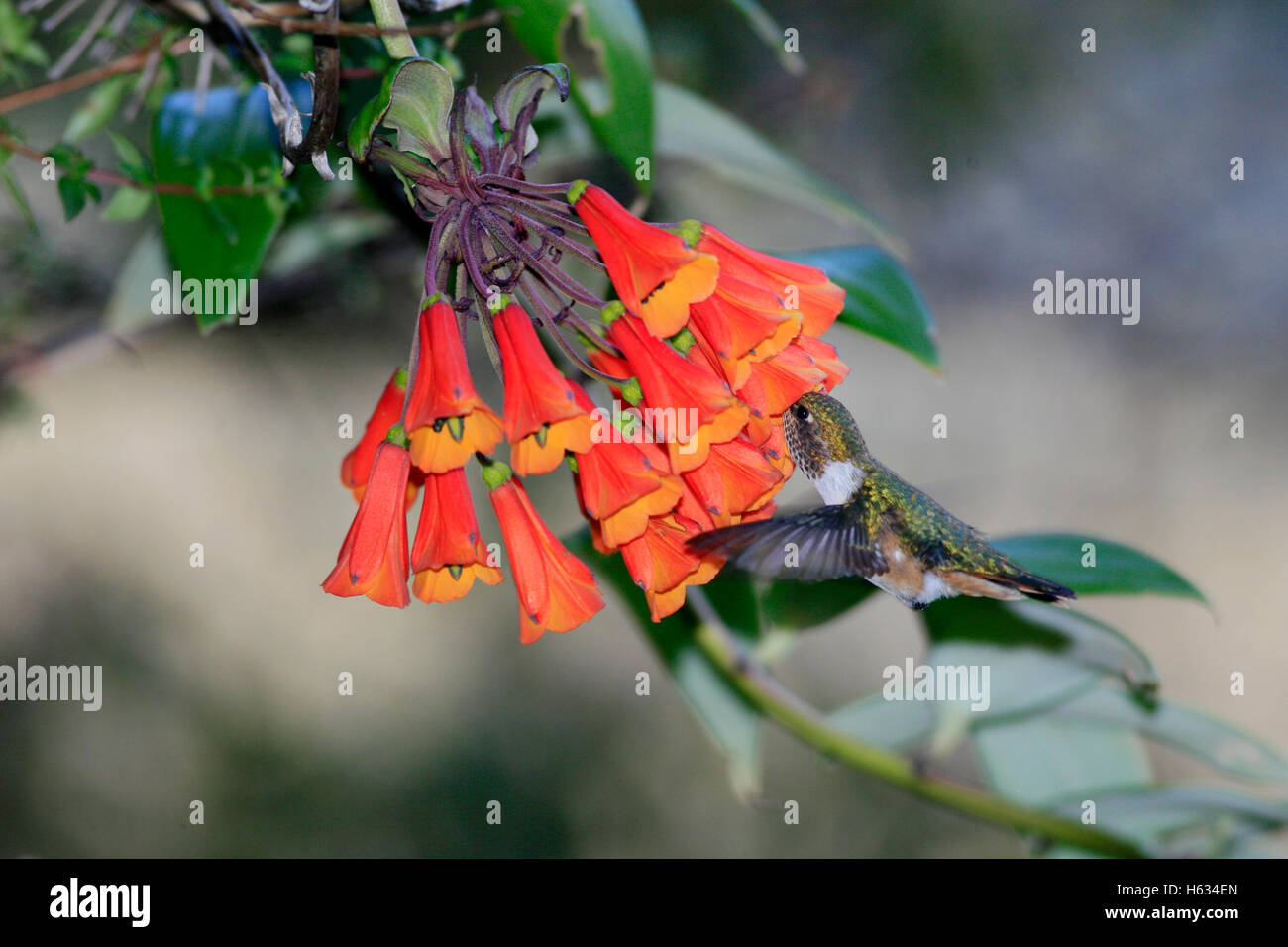 Vulcano (Hummingbird Selasphorus flammula) alimentazione su Lily (Bomarea hirsuta). Paramo, Chirripó Parco Nazionale. Costa Rica. Foto Stock