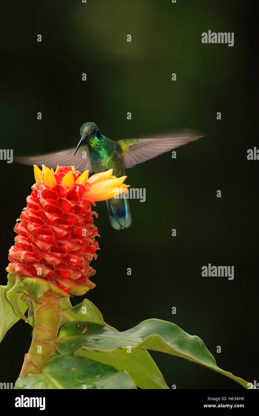 Verde viola-orecchio (Hummingbird Colibri thalassinus) alimentazione al fiore di zenzero (costo montanus). Monteverde Cloud Forest Preserve Foto Stock