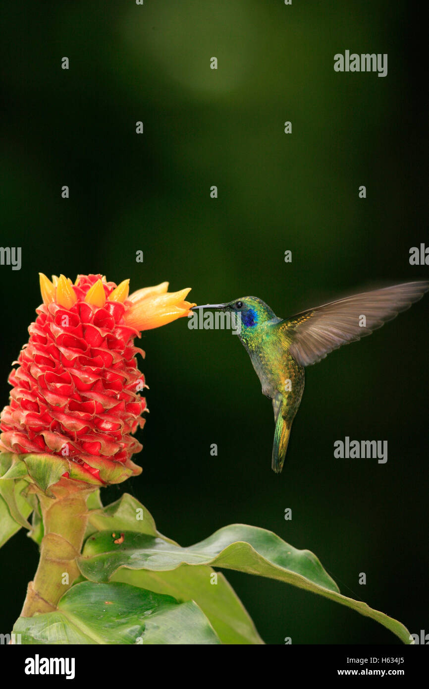Verde viola-orecchio (Hummingbird Colibri thalassinus) alimentazione al fiore di zenzero (costo montanus). Monteverde in Costa Rica Foto Stock