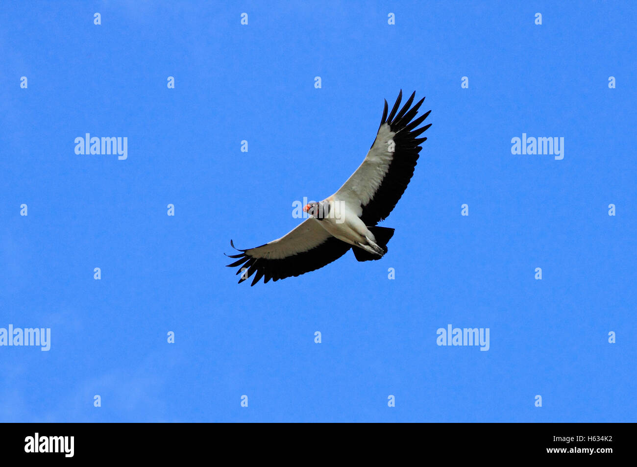 King Vulture (Sarcoramphus papa) in volo. Guanacaste in Costa Rica. Foto Stock