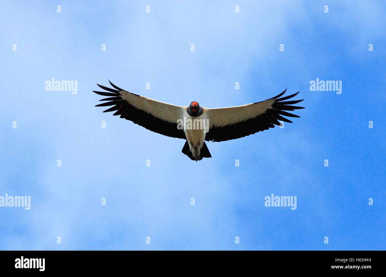 King Vulture (Sarcoramphus; papa) in volo. Guanacaste in Costa Rica. Foto Stock