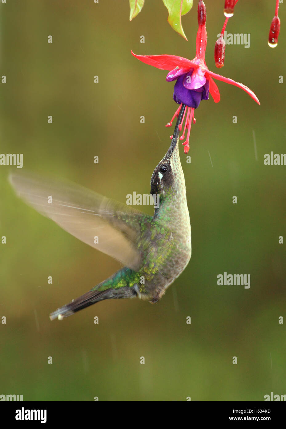 Magnifica Hummingbird (Eugenes fulgens) femmina alimentazione a fiore. Cerro de la Muerte mountain range, Costa Rica. Foto Stock