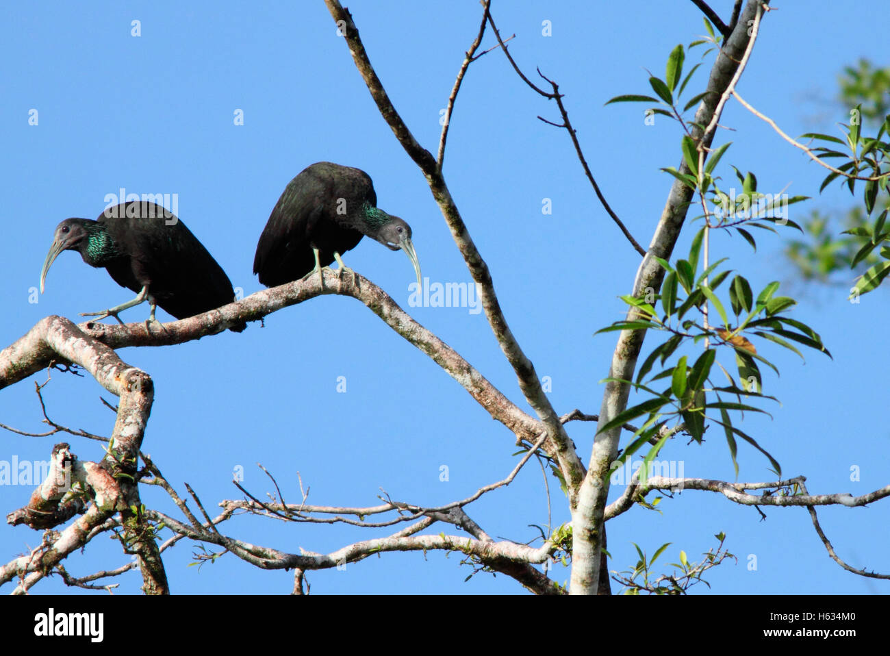 Ibis verde (Mesembrinibis cayennensis). La foresta pluviale, la Selva La Stazione Biologica, Costa Rica. Foto Stock