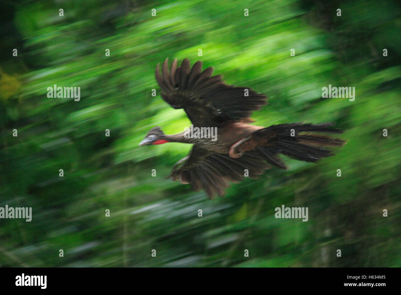 Crested Guan (Penelope purpurascens) volando attraverso la foresta pluviale, la Selva La Stazione Biologica, Costa Rica. Foto Stock