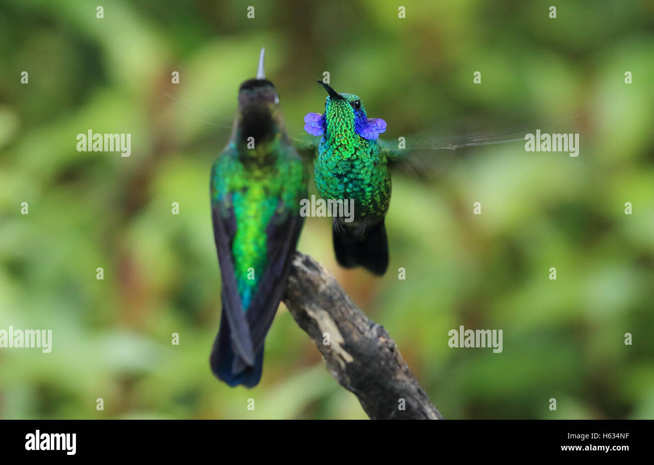 Verde viola-orecchio (hummingbird Colibri thalassinus) maschio sollevamento orecchio patch nel display territoriale. Costa Rica Foto Stock