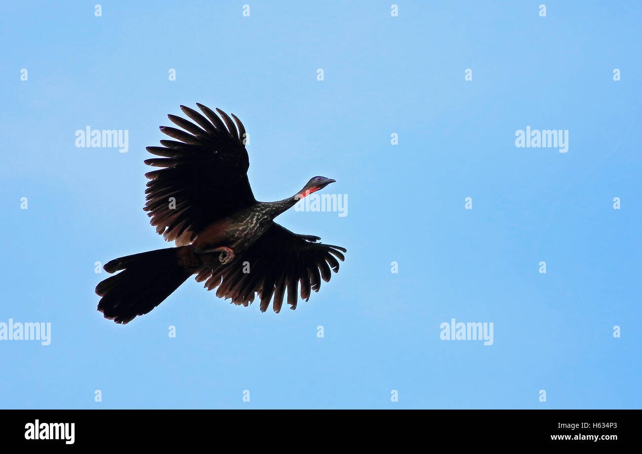 Crested Guan (Penelope purpurascens) in volo, il Parco Nazionale di Corcovado, osa, Costa Rica. Foto Stock