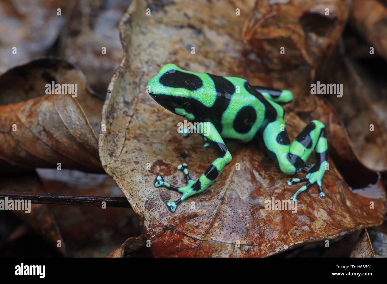 Verde e nero poison dart (rana Dendrobates auratus) nella foresta pluviale di montagna vicino a Puerto Viejo, sud dei Caraibi, Costa Rica Foto Stock
