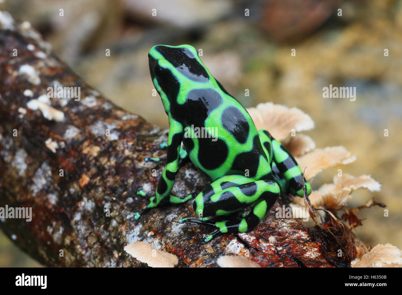 Verde e nero poison dart (rana Dendrobates auratus) nella foresta pluviale di montagna vicino a Puerto Viejo, sud dei Caraibi, Costa Rica Foto Stock