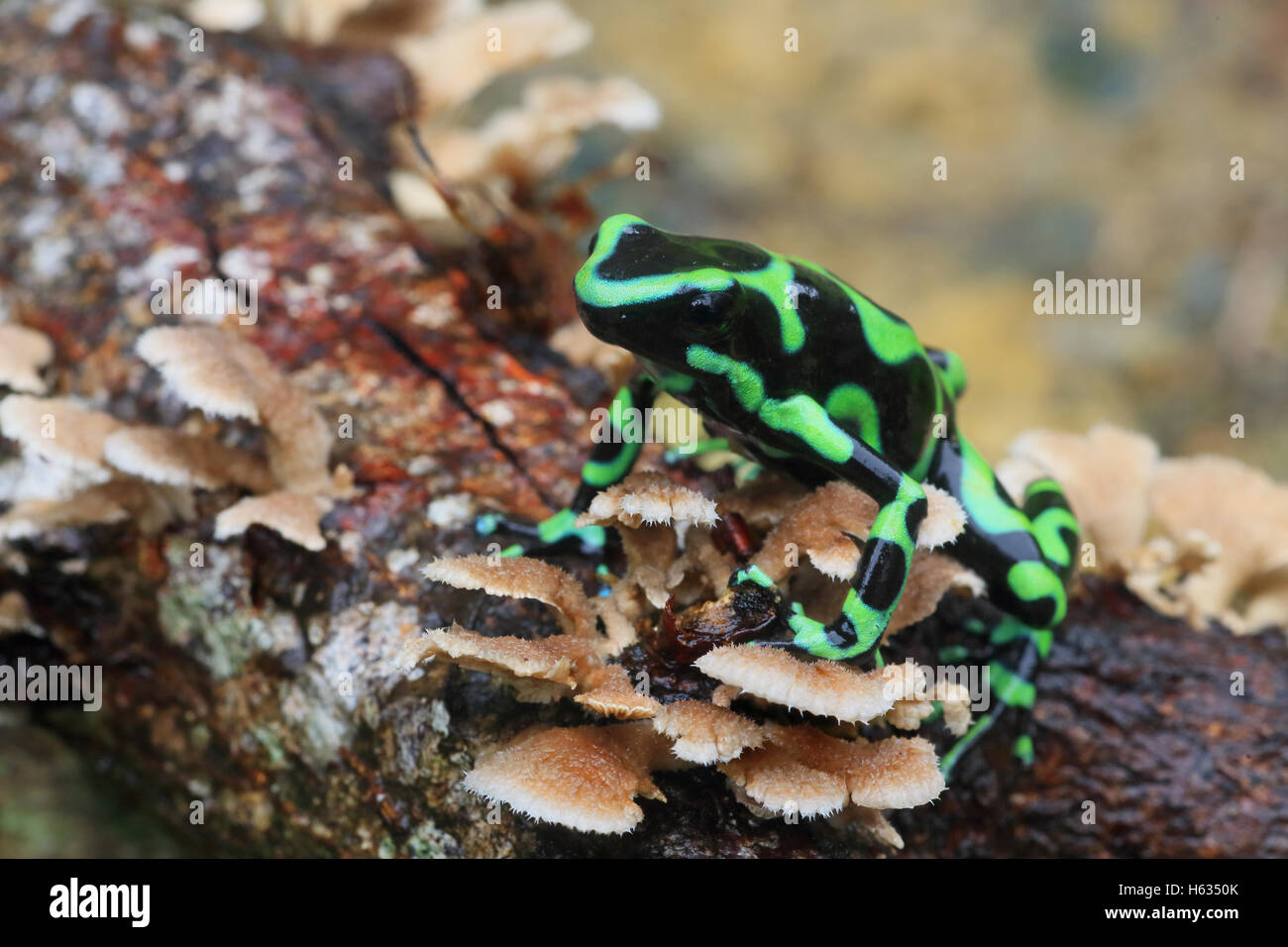 Verde e nero poison dart (rana Dendrobates auratus) nella foresta pluviale di montagna vicino a Puerto Viejo, Sud Costa Caraibica, Costa Foto Stock