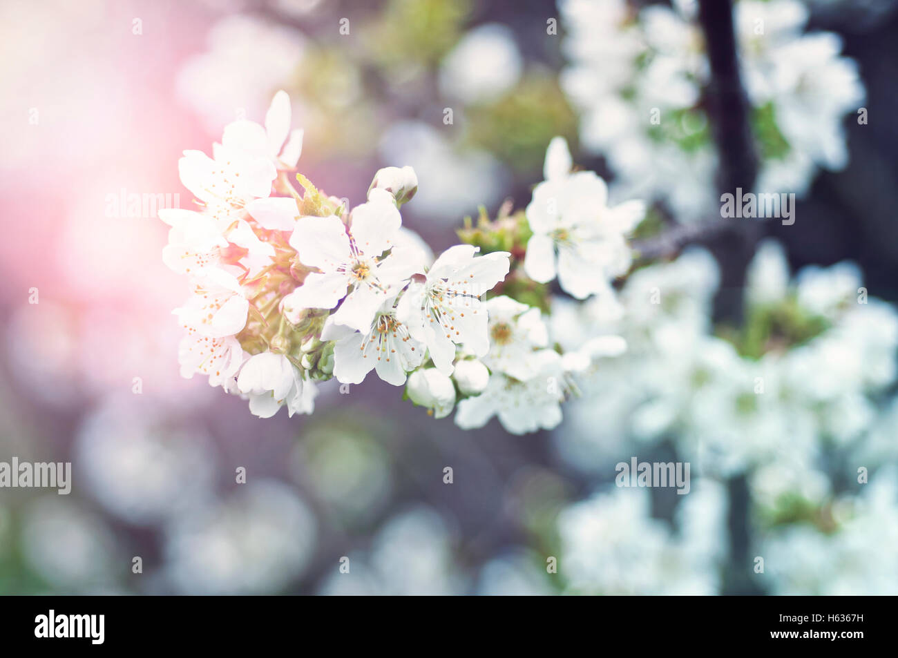 Il Ciliegio fiorisce in primavera, close-up , Sardegna Italia Foto Stock