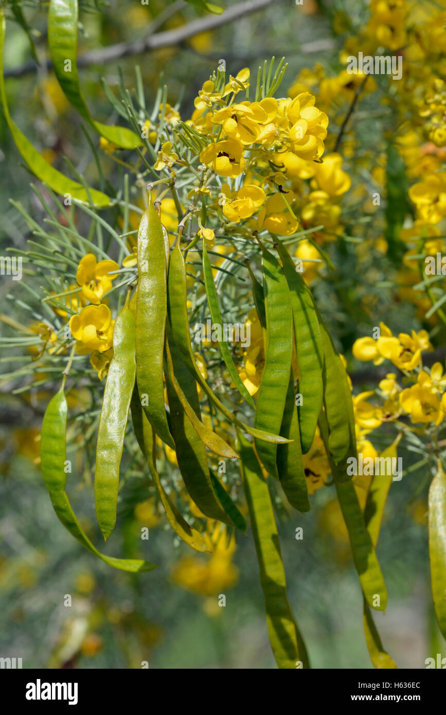 Senna in argento o argento Cassia - Senna artemisioides pianta nativa  dall'Australia, introdotto a Cipro Foto stock - Alamy