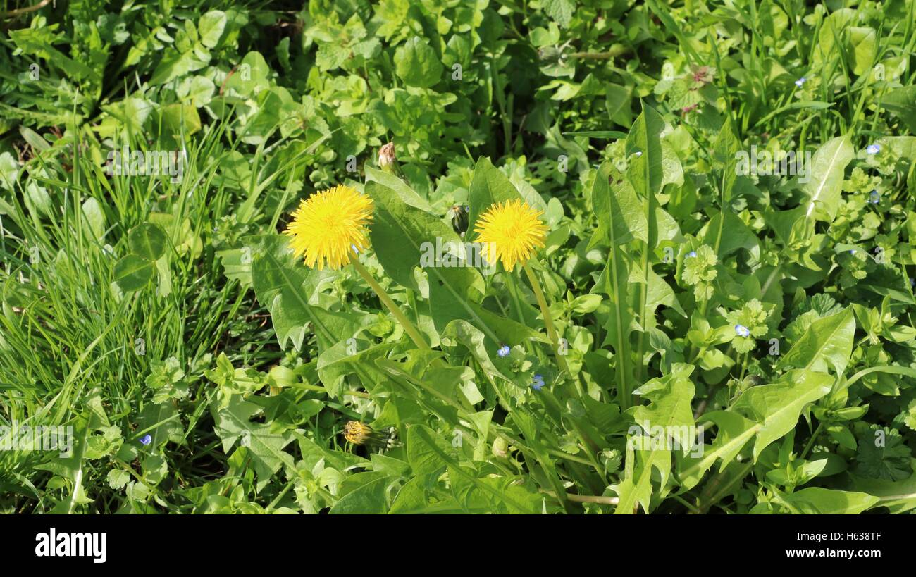 Danedelion fiori di primavera disponibili in alta risoluzione e di diverse dimensioni per adattarsi alle esigenze del vostro progetto Foto Stock