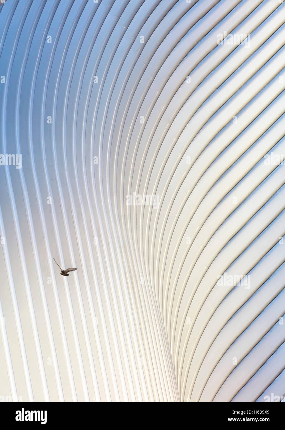 Dettaglio sinuosi di acciaio bianca facciata di nervatura. L'occhio, World Trade Center Hub di trasporto, New York, Stati Uniti. L'Architetto Santiago Calatrava, 2016. Foto Stock