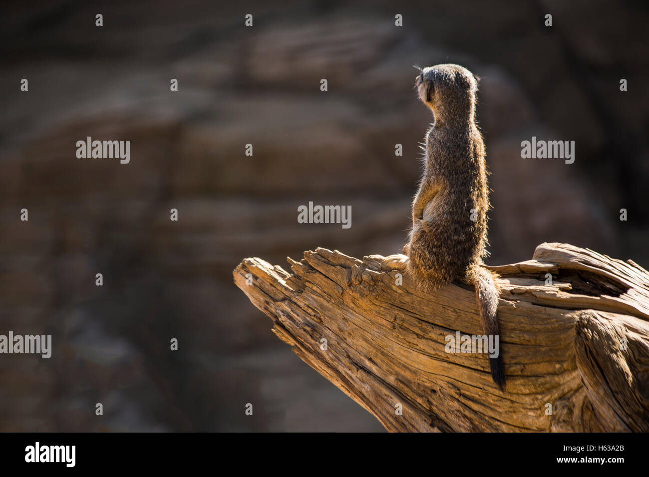 Sentry Meerkat (Suricata suricatta) continua a guardare Foto Stock