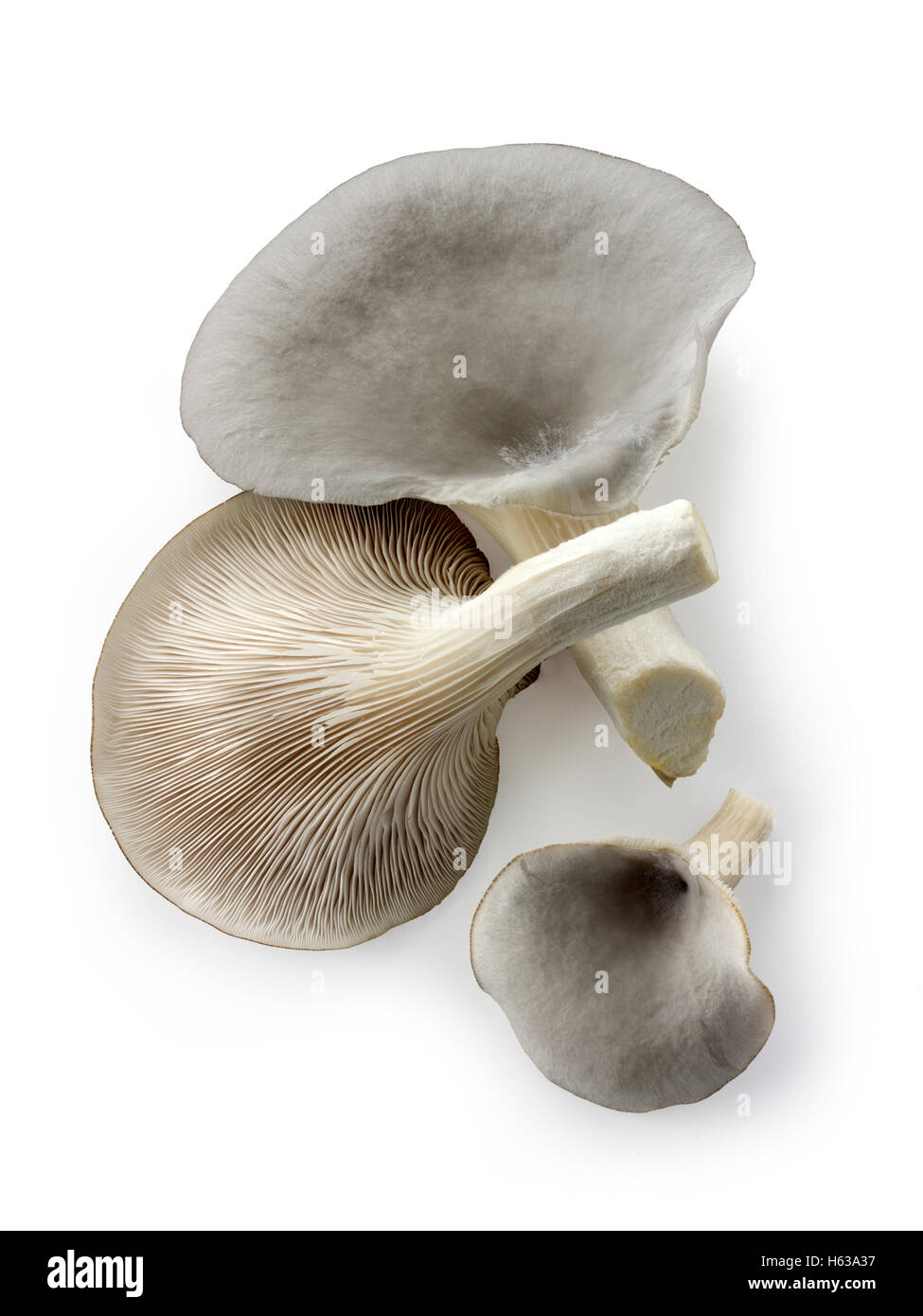 Raccolte fresche Materie grigio funghi Oyster, Pleurotus ostreatus, non cotte Foto Stock