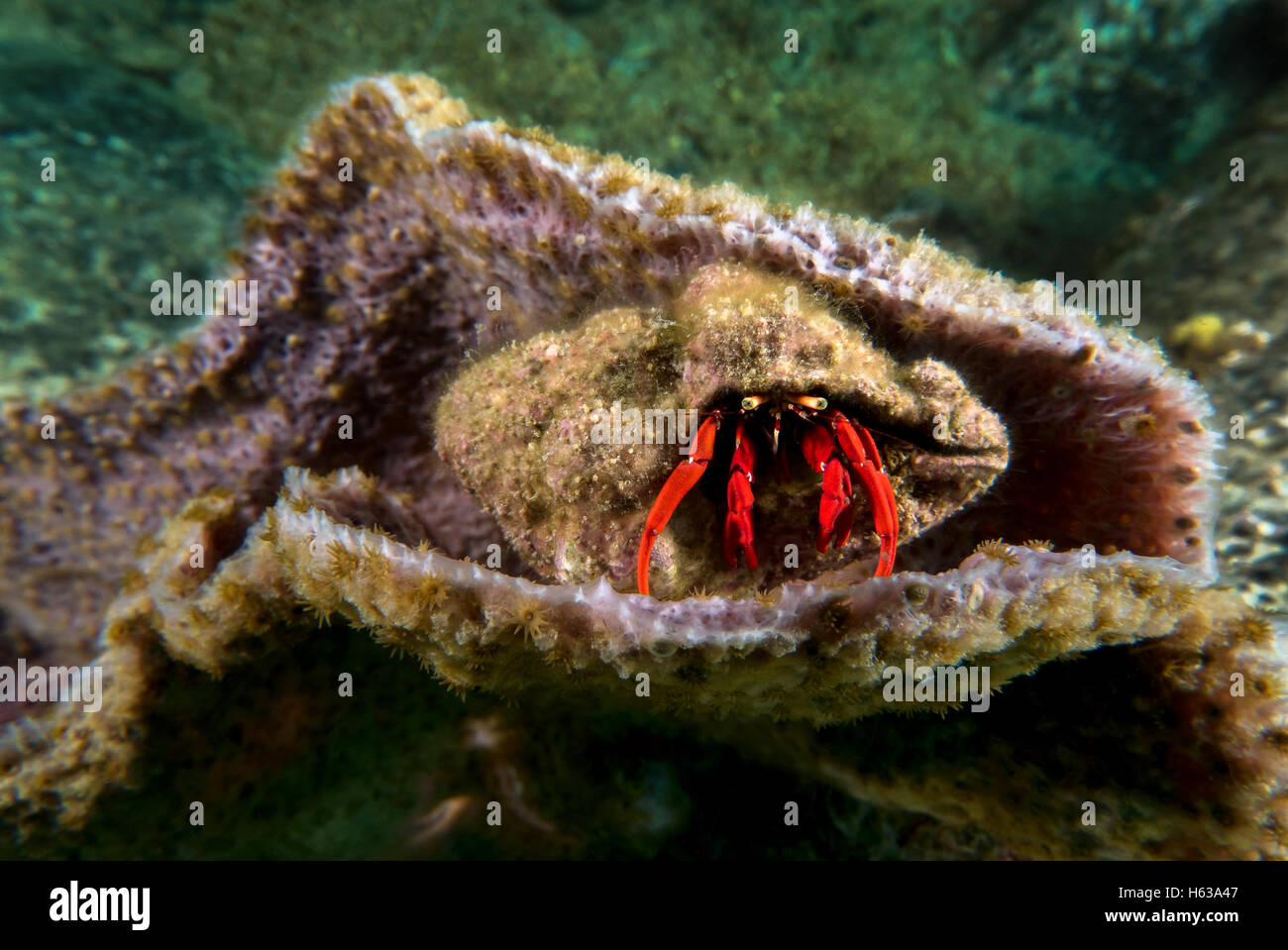 Il granchio eremita in Martinica Foto Stock