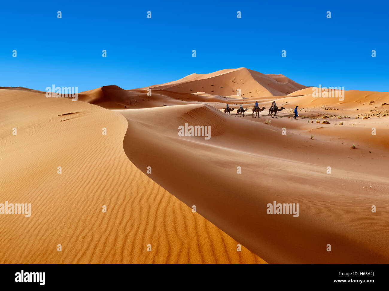 Giri in cammello sul Sahara dune di sabbia di Erg Chebbi, Merzouga, Marocco, Africa Foto Stock