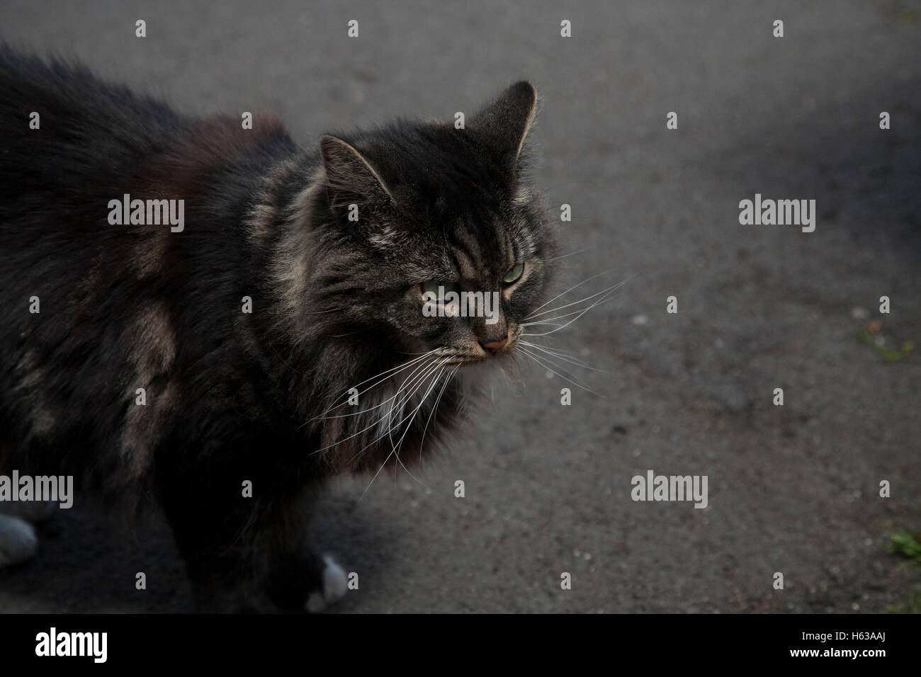 Fluffy grigio e marrone cat Foto Stock Fluffy grigio e marrone cat Foto Stock