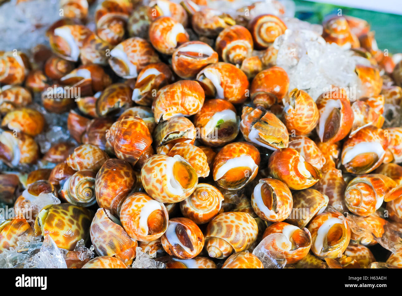 Babylonia areolata macchiato o babilonia sono posti al mercato del pesce Foto Stock