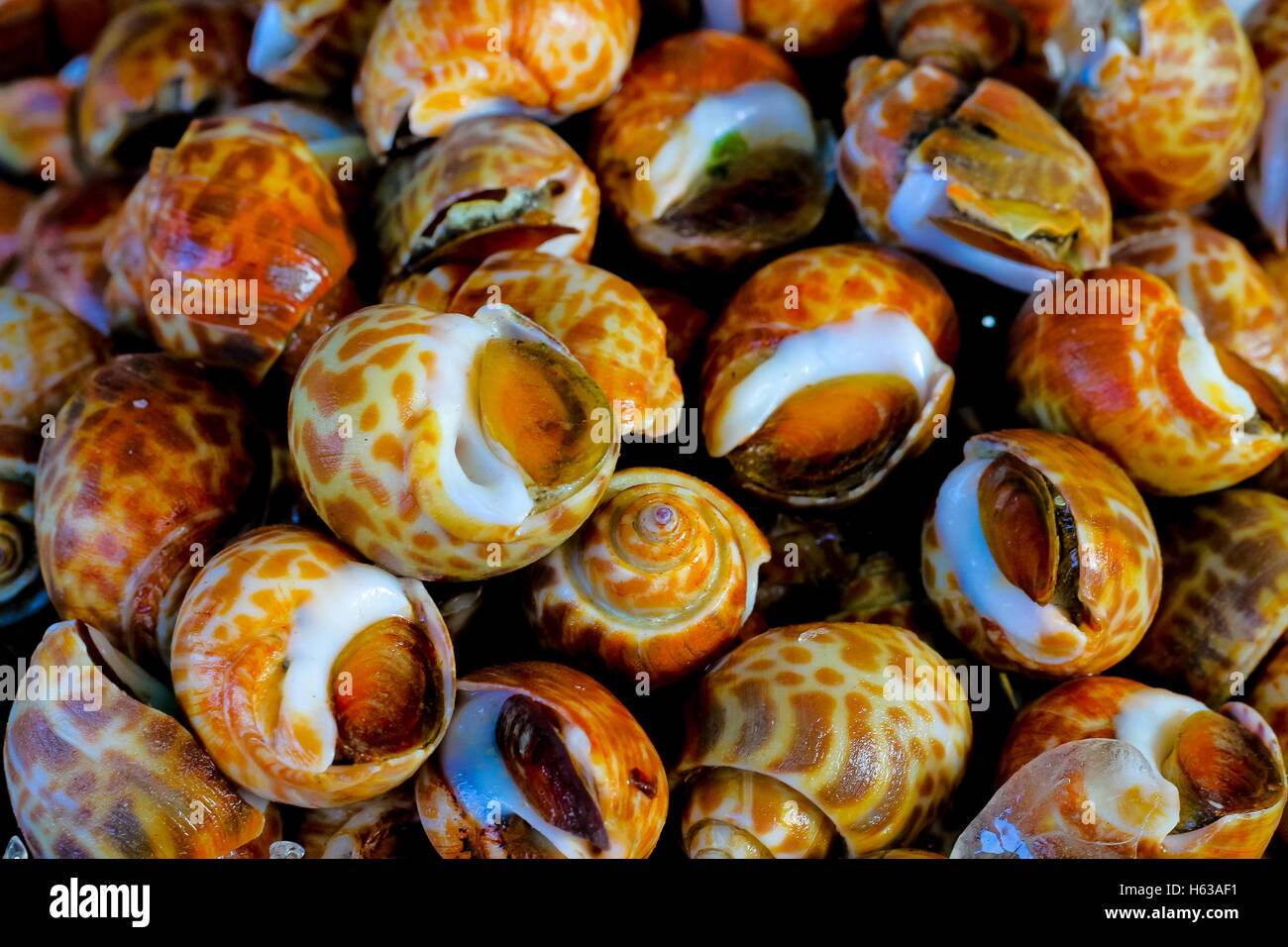 Babylonia areolata macchiato o babilonia sono posti al mercato del pesce Foto Stock
