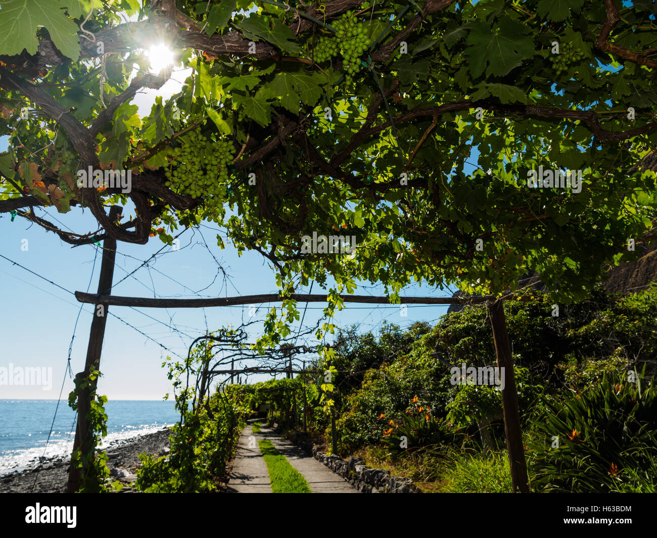 Le viti crescono presso la spiaggia di Faja dos Padres sull'isola portoghese di Madeira Foto Stock