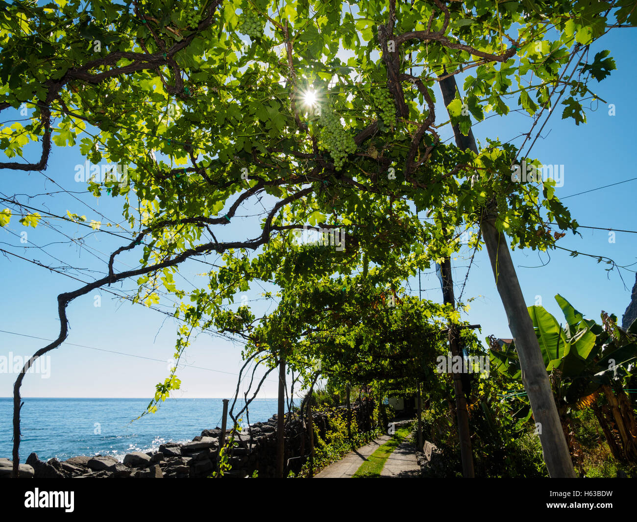 Le viti crescono presso la spiaggia di Faja dos Padres sull'isola portoghese di Madeira Foto Stock