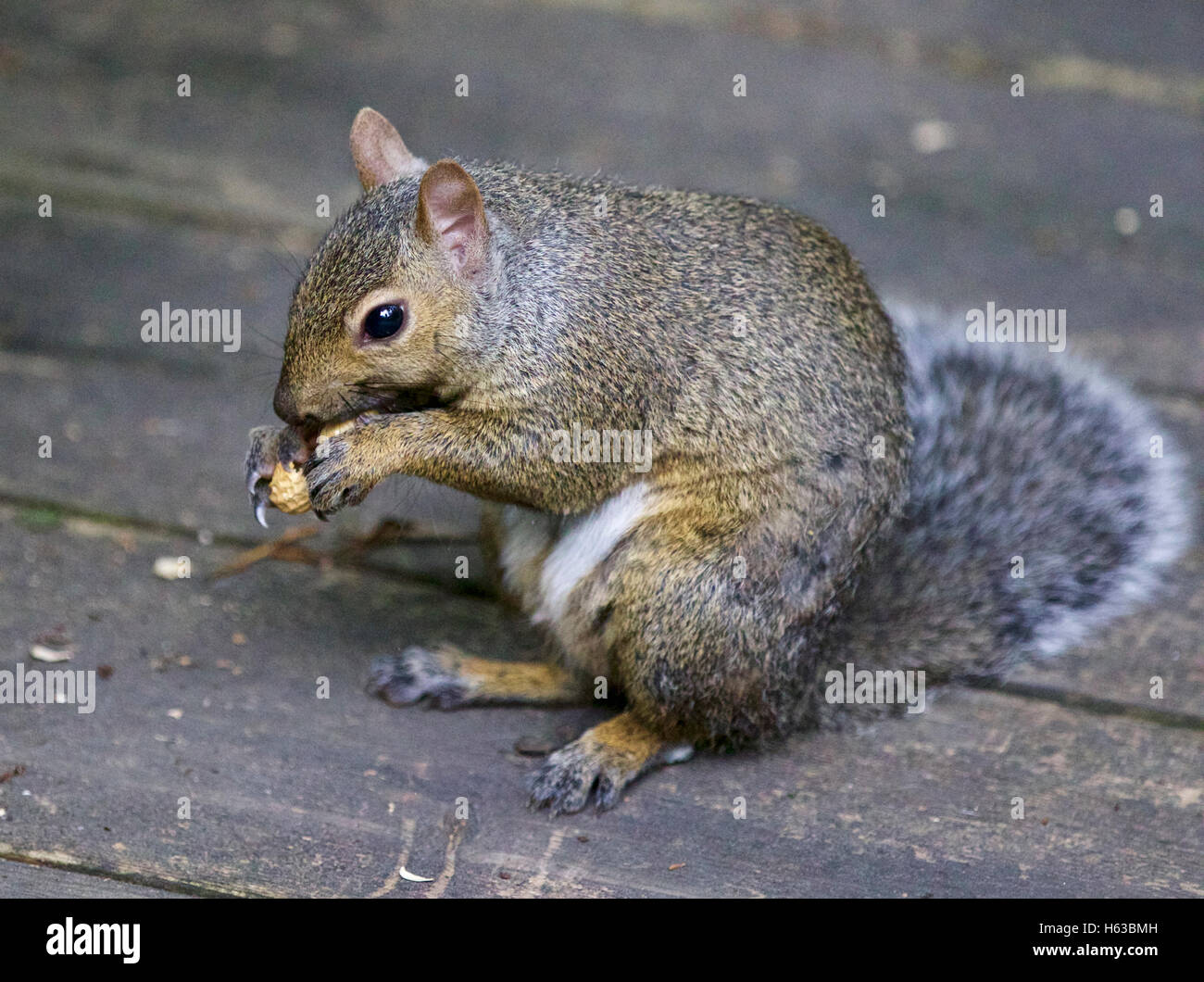 Bella foto isolata di un simpatico scoiattolo divertente mangiare qualcosa Foto Stock