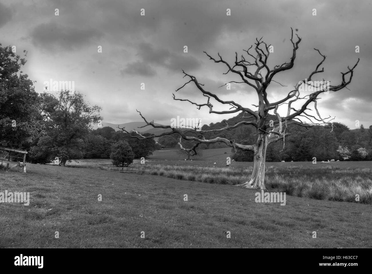 Albero morto in un campo Foto Stock