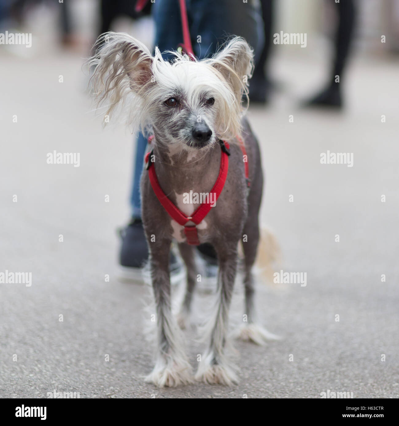 Chinese Crested Dog, Canis lupus familiaris, al guinzaglio. Foto Stock