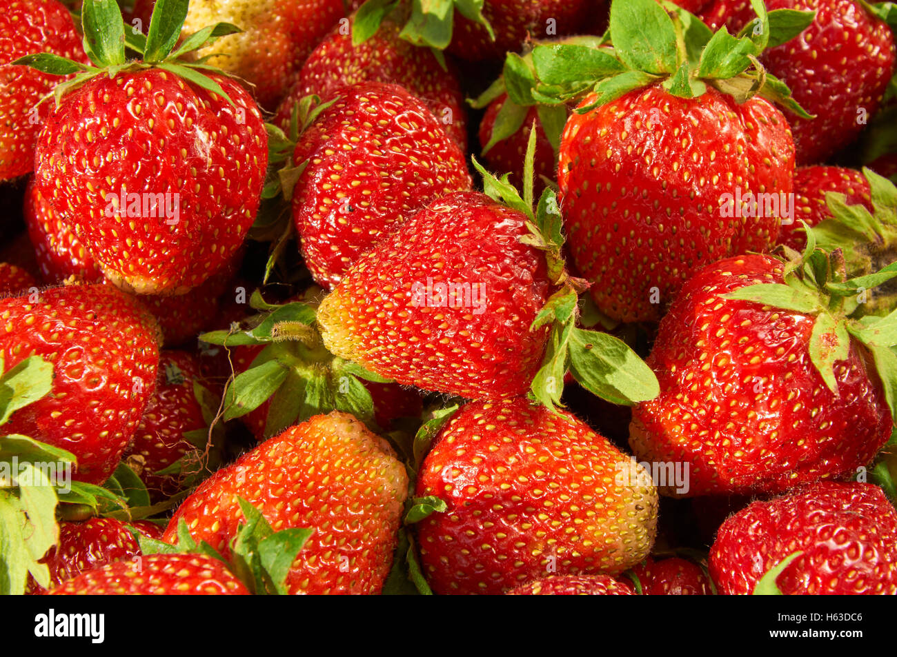 Vista dettagliata del fresco e succose fragole come sfondo Foto Stock