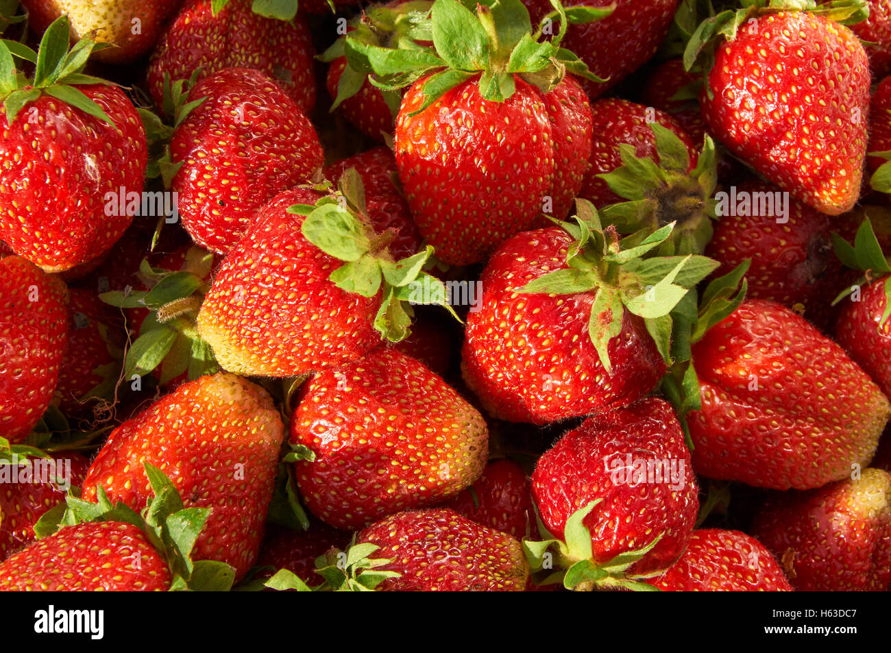 Vista dettagliata del fresco e succose fragole come sfondo Foto Stock