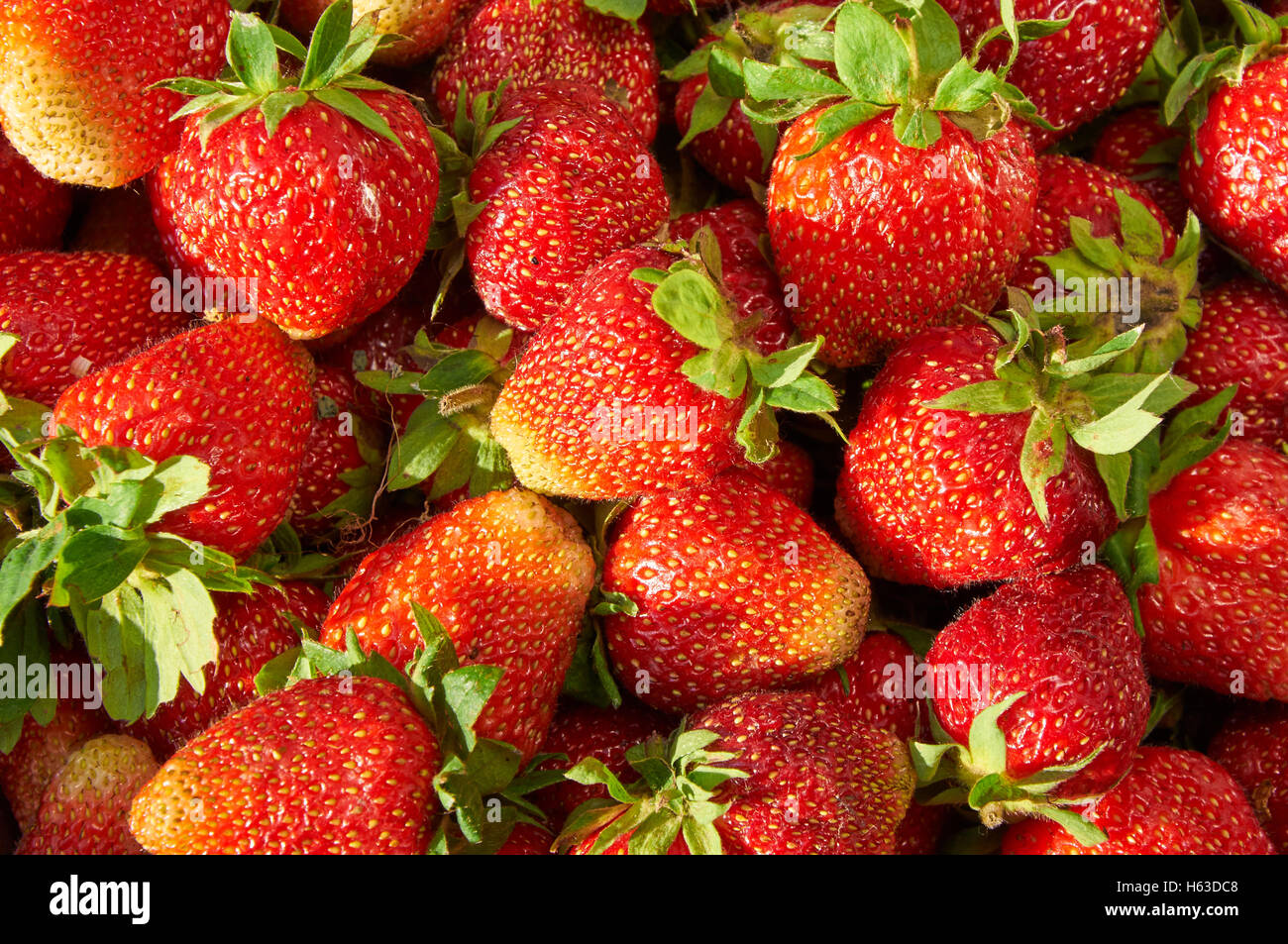 Vista dettagliata del fresco e succose fragole come sfondo Foto Stock