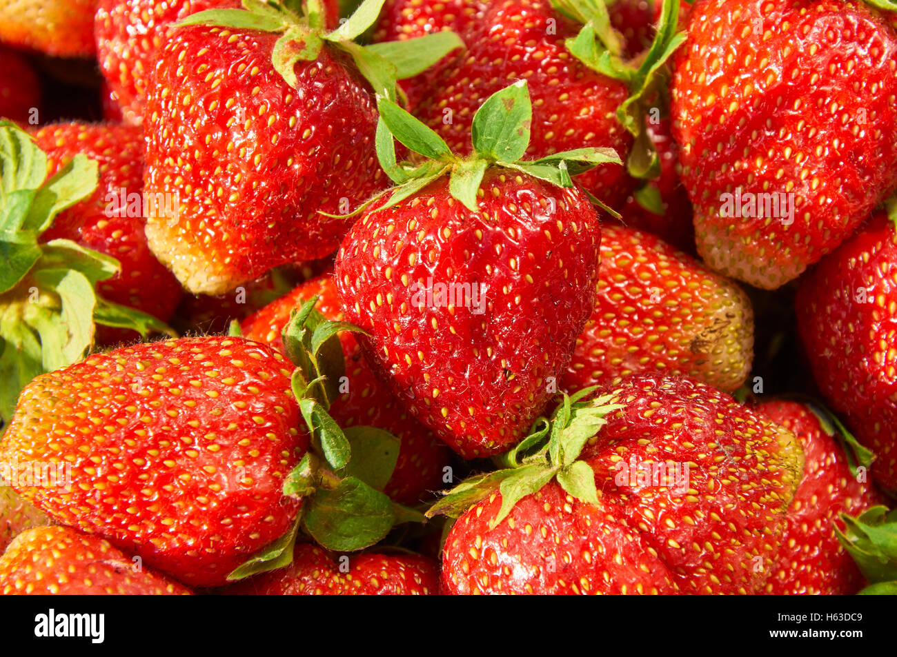 Vista dettagliata del fresco e succose fragole come sfondo Foto Stock