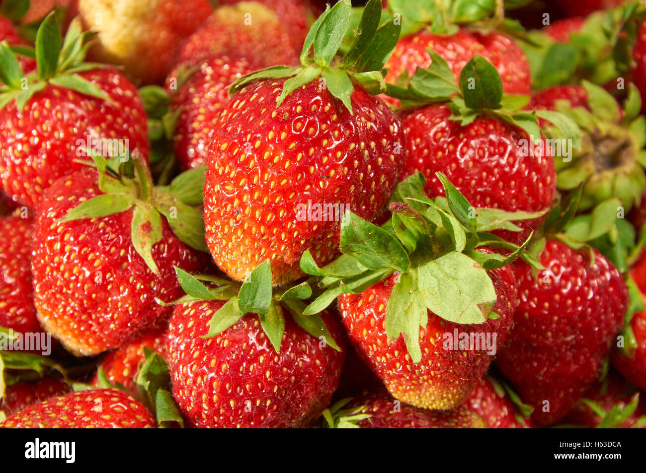 Vista dettagliata del fresco e succose fragole come sfondo Foto Stock