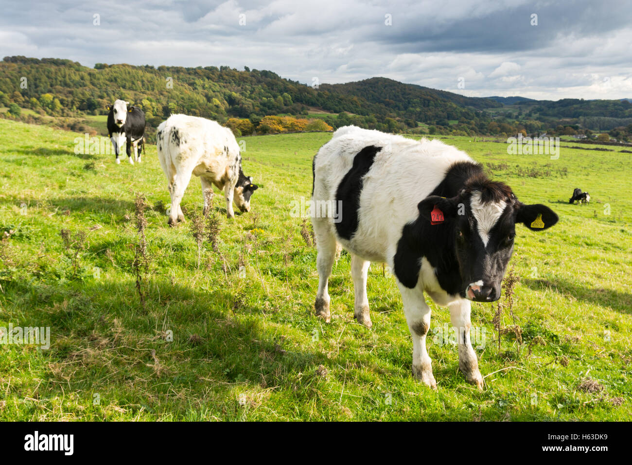 Vacche nel parco nazionale di Peak District, un'area che copre l'estremità meridionale dell'inglese Pennines, principalmente nel Derbyshire. Foto Stock