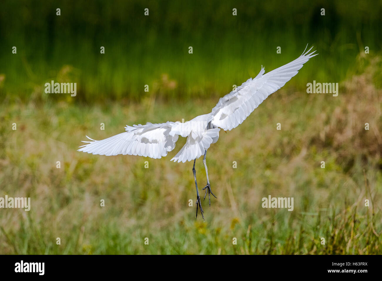Airone bianco maggiore (Ardea alba) in volo Foto Stock