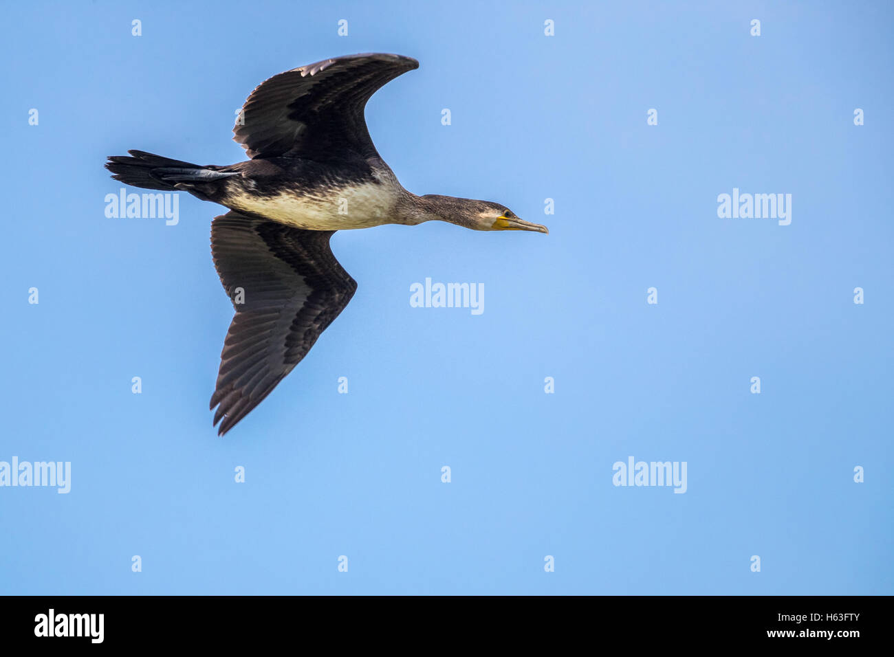 Cormorano (Phalacrocorax carbo) in volo Foto Stock