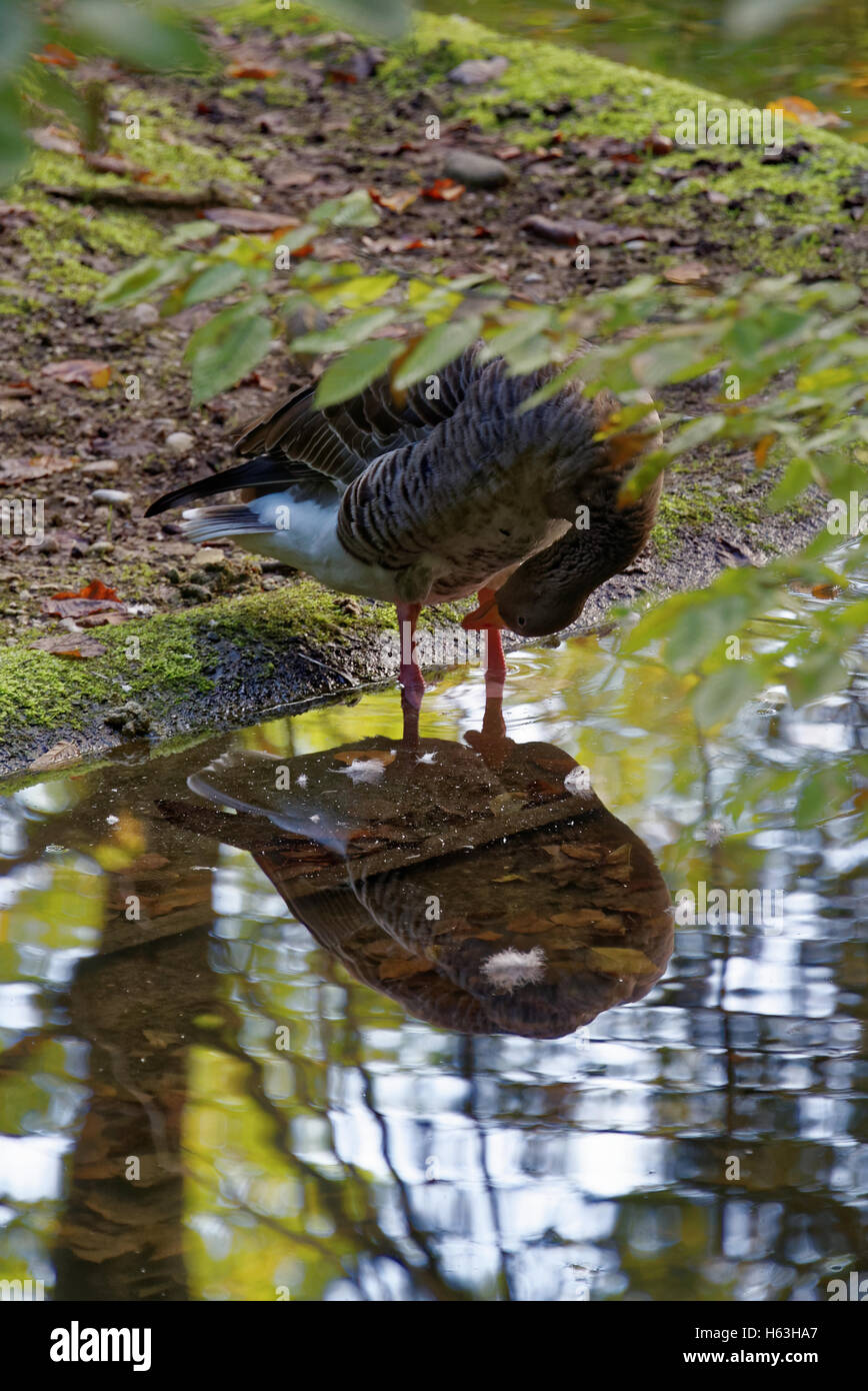 Graylag goose (Anser anser) è un uccello della famiglia di uccelli acquatici anatidi Foto Stock